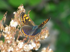 Lycaena li