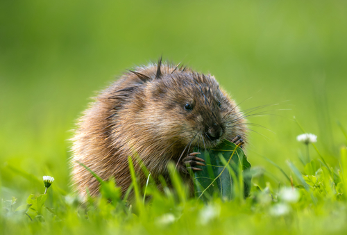 Muskrat