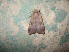 Diarsia canescens