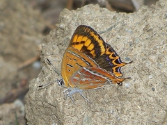 Lycaena li