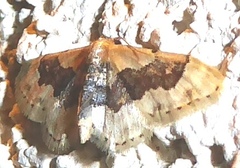 Idaea occidentaria