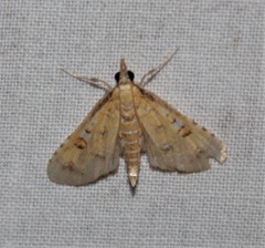 Niphograpta albiguttalis