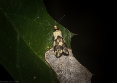 Philenora chionastis