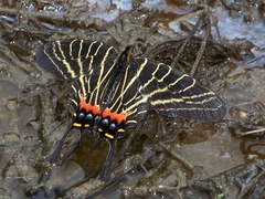 Bhutanitis thaidina