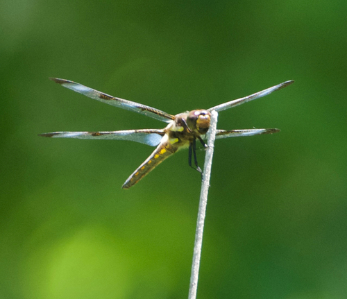 Twelve-spotted Skimmer