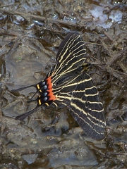 Bhutanitis thaidina