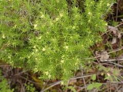 Galium andrewsii