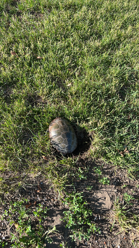 Painted Turtle