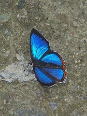 Heliophorus saphir