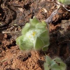 Psilocarphus brevissimus