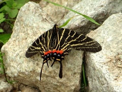 Bhutanitis thaidina