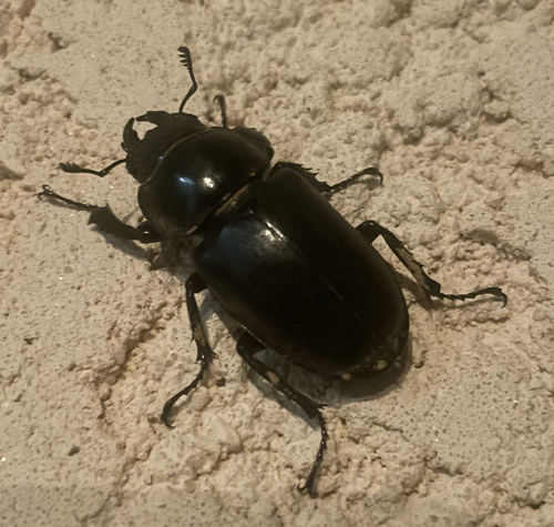 European Stag Beetle