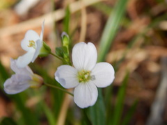 Cardamine nuttallii