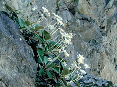 Pachystegia minor