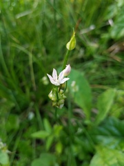 Allium canadense canadense