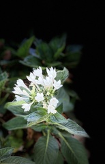 Pentas