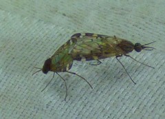 Sylvicola alternatus