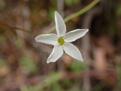 Lithophragma cymbalaria