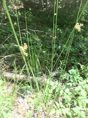 Juncus roemerianus