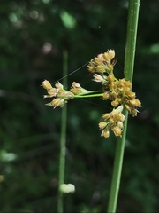 Juncus roemerianus