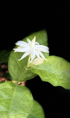 Jasminum sambac