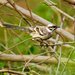 Long-tailed Mockingbird - Photo (c) Francesco Veronesi, some rights reserved (CC BY-NC-SA)