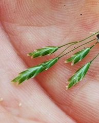 Poa autumnalis