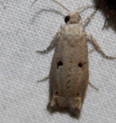 Epiblema separationis