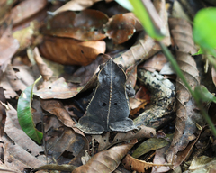 Rhinella dapsilis