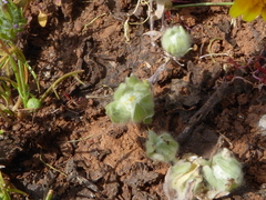 Psilocarphus brevissimus