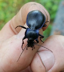 Carabus finitimus