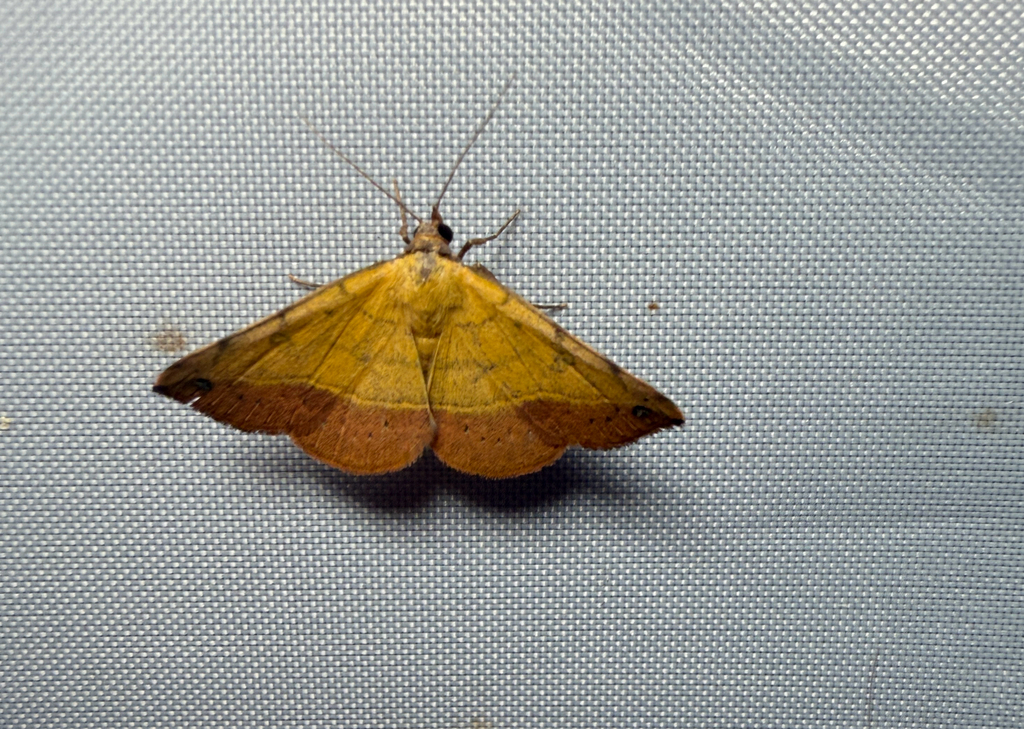 Variable Tropic Moth