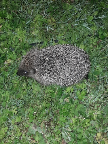 Common Hedgehog