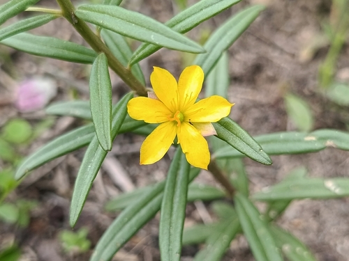 Talinum lineare