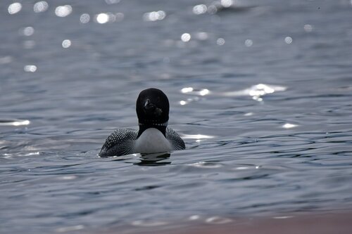 Common Loon