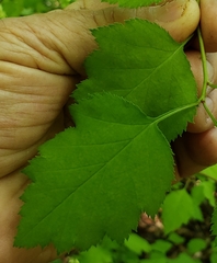Crataegus intricata
