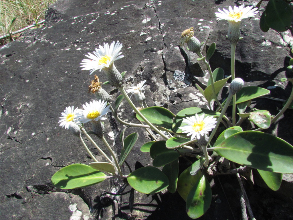 Pachystegia minor