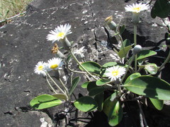 Pachystegia minor