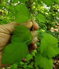 Crataegus intricata