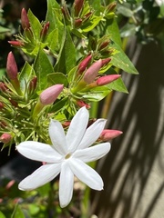 Jasminum polyanthum