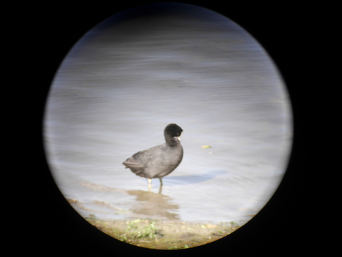 Eurasian Coot