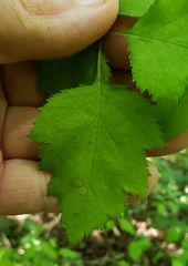 Crataegus intricata