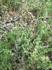 Lappula occidentalis cupulata