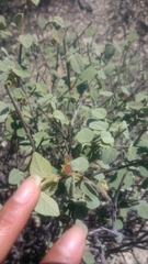 Ayenia rotundifolia