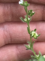 Lappula occidentalis cupulata