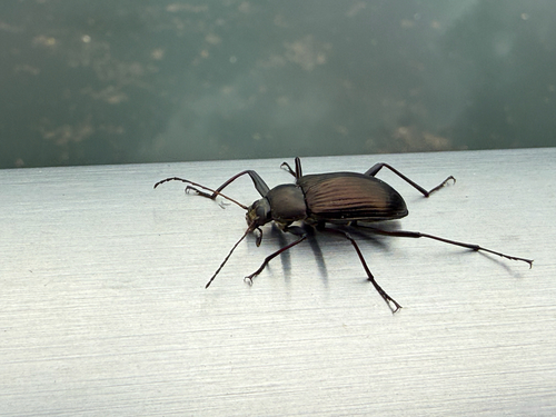 Plesiophthalmus nigrocyaneus