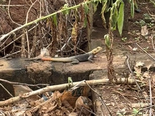 Rainbow Agama
