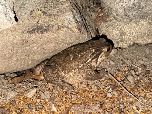 Spiny Toad