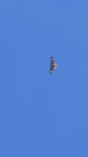 Red-tailed Hawk