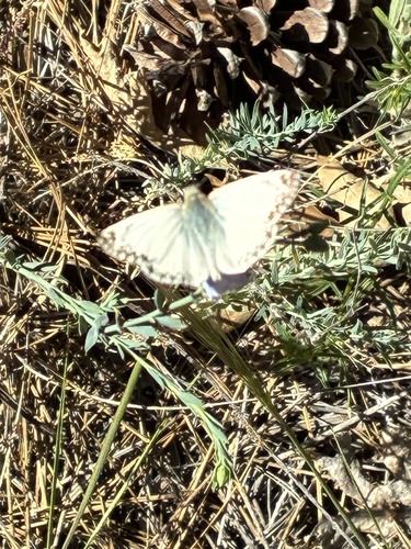 iNaturalist observation photo of Northern White-Skipper